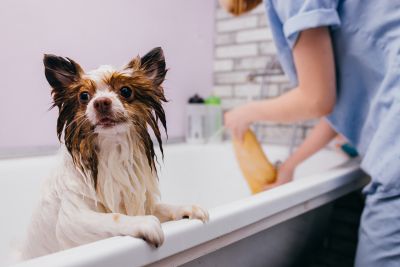 Pet Grooming and Pet Sitting Insurance in Henderson, NC by Joel T. Cheatham Insurance Agency